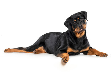 dog rottweiler lying down with funny face on white background