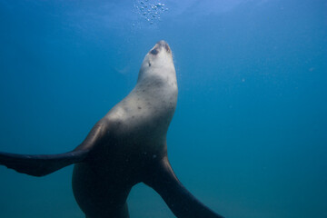 Southern Sea Lions, Patagonia