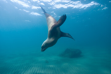 Southern Sea Lions, Patagonia