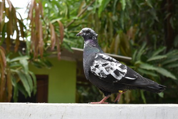 A dove walking on the village wall. White-winged black dove. Pigeons or doves on a blurry background.