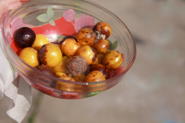 crop failure: spoiled plums in a glass Cup. seasonal goods.