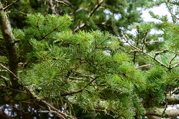Thick spruce branches in the natural environment.