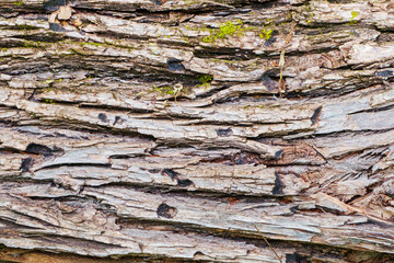 The texture of the bark of an old tree overgrown with moss.