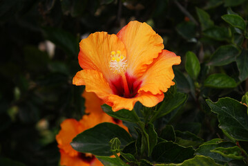 Orange hibiscus flower