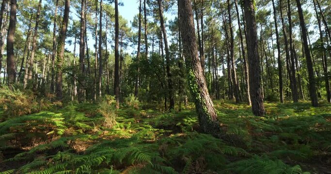 The Landes forest, Nouvelle Aquitaine, France. The Landes forest  is the largest man-made woodland in Western Europe