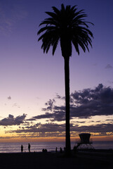 Palm silhouette at dusk