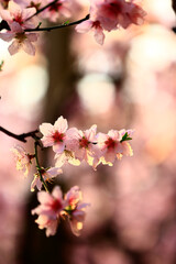 Fototapeta na wymiar In full bloom in the peach blossom