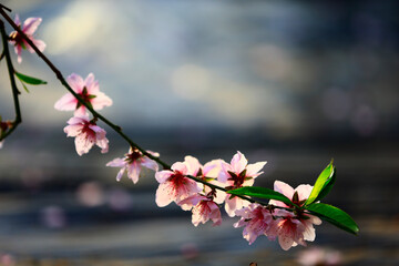 In full bloom in the peach blossom