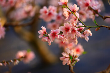 In full bloom in the peach blossom