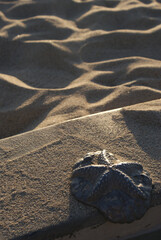 Iron starfish and sand