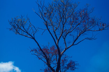 trees with dry branches on a blue sky