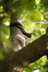Squirrel eating in a tree in the woods
