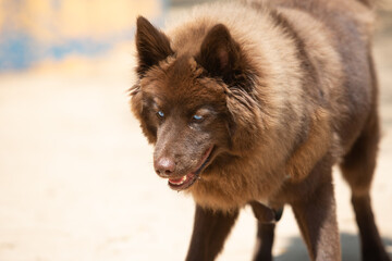 Portrait of a brown Pomsky with blue eyes