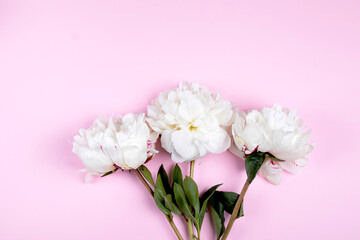 Fototapeta na wymiar White peony flower on pastel pink background. Easter, Birthday, Mother's day