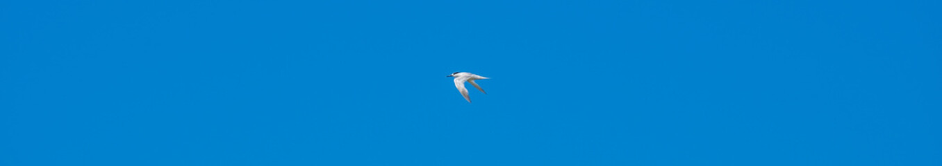 Banner. A lonely white seagull flies in the blue cloudless sky. Free wild bird in natural habitat on a sunny summer day.
