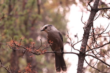 Gray Jay sitting on a branch above