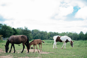 Obraz premium Horses grazing in a field
