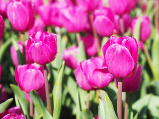 Fototapeta premium pink tulip blooming in the field.