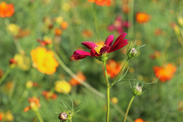 Obraz premium 赤紫 パープル 花 コスモス