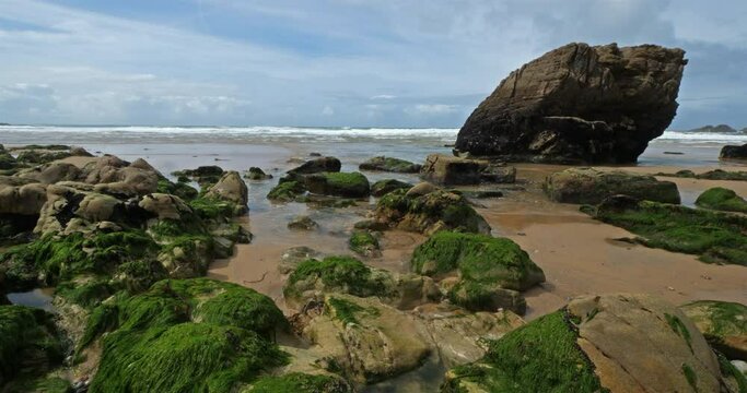The Cote Sauvage, Quiberon peninsula, Morbihan, Brittany, France. On the foreground are the green algae during the low tide