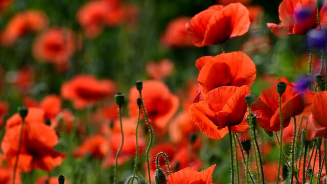 Red poppies bloom beautifully in summer.