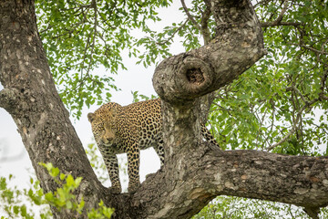 Stunning looking young male leopard in tree.