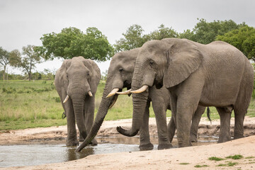 Fototapeta na wymiar Three large elephants drinking and splashing at waterhole
