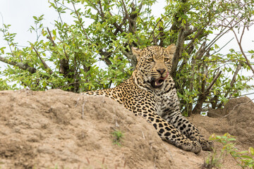 Handsome young male leopard resting on termite mount