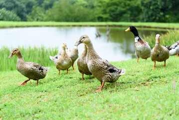 自然