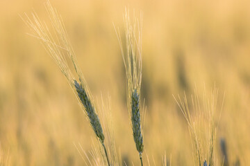 Fine looking Wheat ears in golden sunlight
