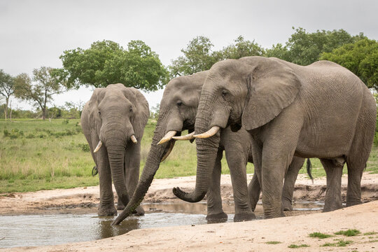 Three large elephants drinking and splashing at waterhole