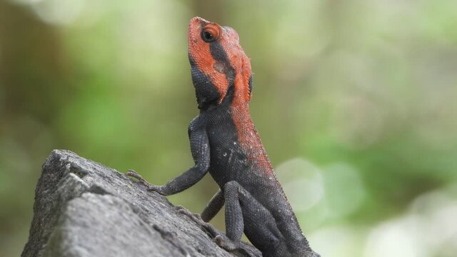 Lizard in rock UHD MP4 4K video ...