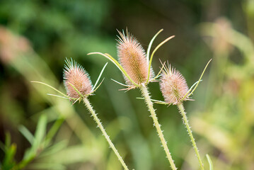cardos en primavera © SergioVazquezPH