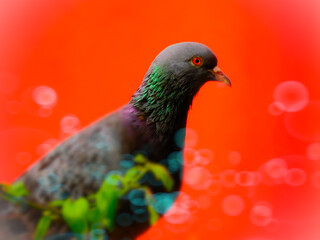 dove of peace