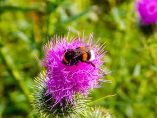 bumblebee on a flower