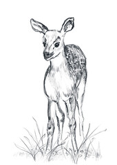 deer sketch hand drawn illustration,art wall inspiration