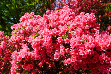 Obraz premium 満開の躑躅の花