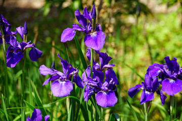 梅宮大社の神苑のアヤメ