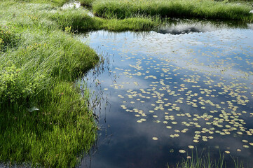 初夏の池に浮く葉