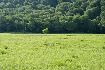 初夏の森の中での自然風景
