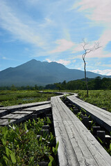 初夏の湿原の道