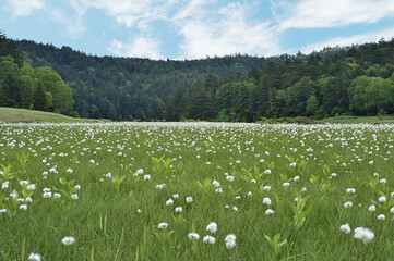 初夏の森の中での草原と山の風景