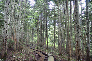 初夏の森の中での木の道