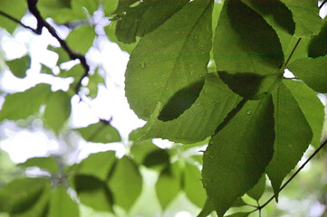 初夏の森の中での葉と葉の影