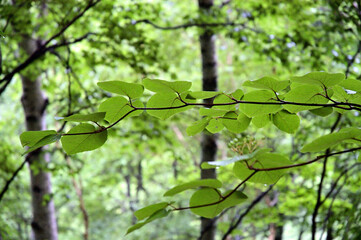 初夏の森の中での自然風景