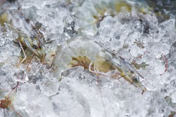 Raw shrimps prawns on ice frozen at the seafood restaurant or market / fresh shrimp seafood /