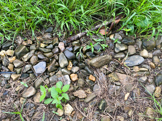 natural pebble stones and green grass, brown stones and green grass