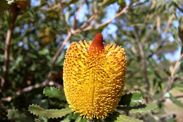 Banksia Flower in Australia