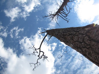 Up the old Tree the Clouds