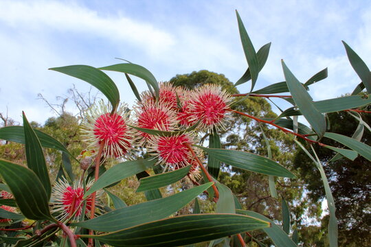 Hakea Flower in Australia